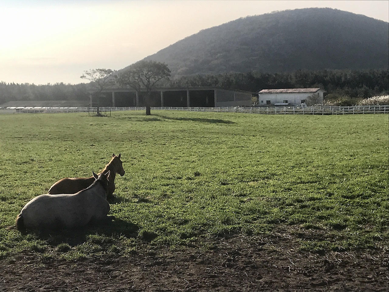 집에 바로 들어가지 못하던 날_수상한 말수의사_김아람의 썸네일 이미지