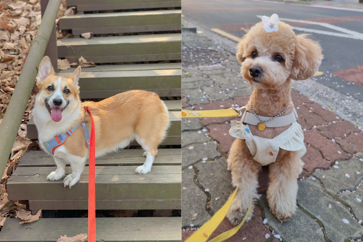 엄마의 알람시계 덕철이와 어지르기 대장 가을이❣️