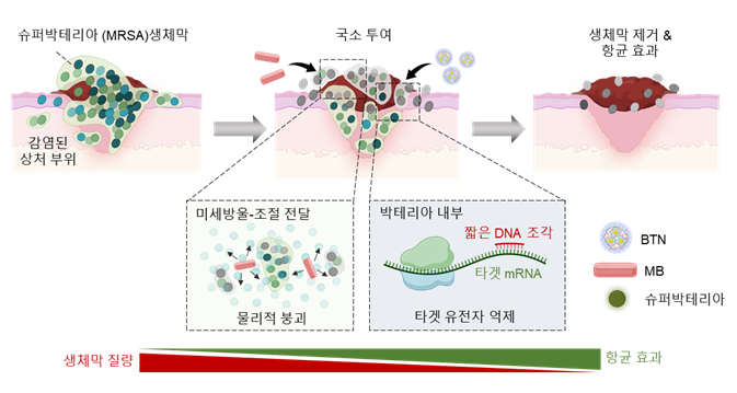 카이스트 정현정 교수팀, 슈퍼박테리아 무력화 가능성 열어... 고려대·한양대의 단방향 빛 방출 메타 표면 개발, 한양대 고성능 P채널 반도체 소자 구현, 연세대의 세계최초 양자거리 측정 소식 등 🧄의 썸네일 이미지