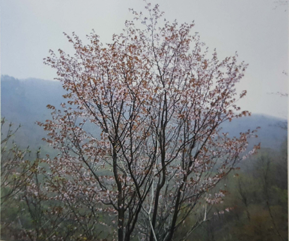 산벚나무 본류의 썸네일 이미지