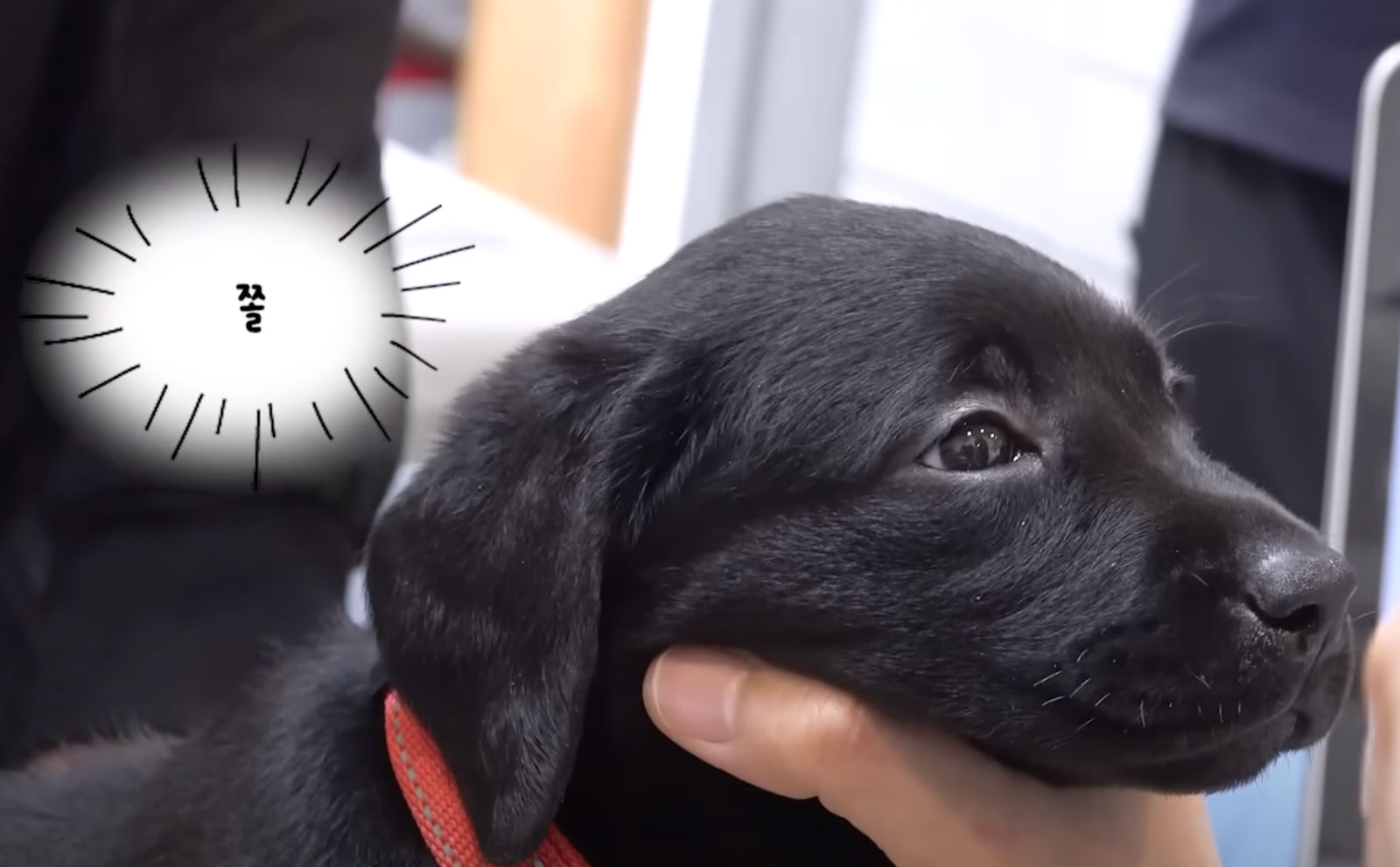 출처 : YouTube '관세청'