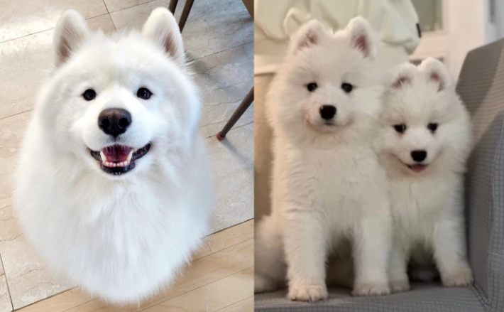 [동물] 반려동물 복제..괜찮을까의 썸네일 이미지