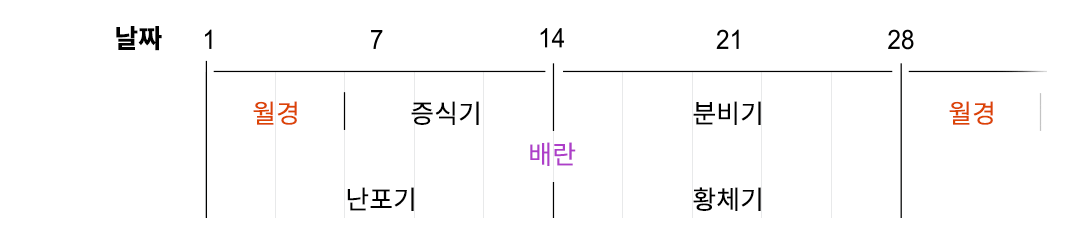 월경시작일로부터 날짜를 세어보세요 ⓒ 해피문데이 