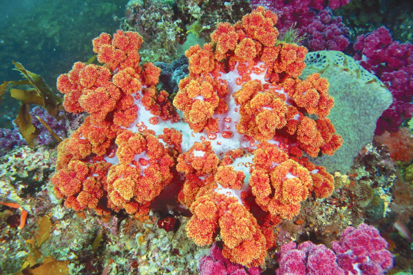 물꽃(밤수지맨드라미)