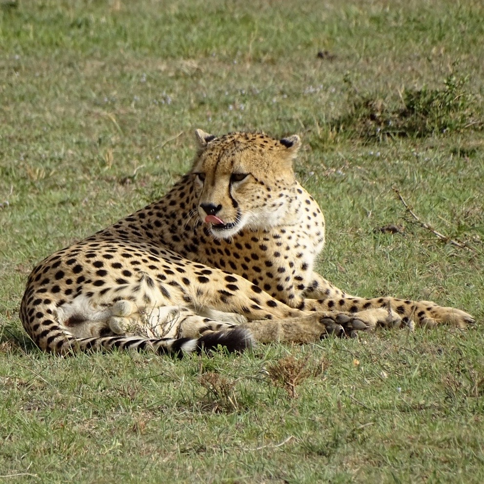 치타 얼굴만 보면 귀엽지 않나요...?&nbsp;(마시이마라 사파리)