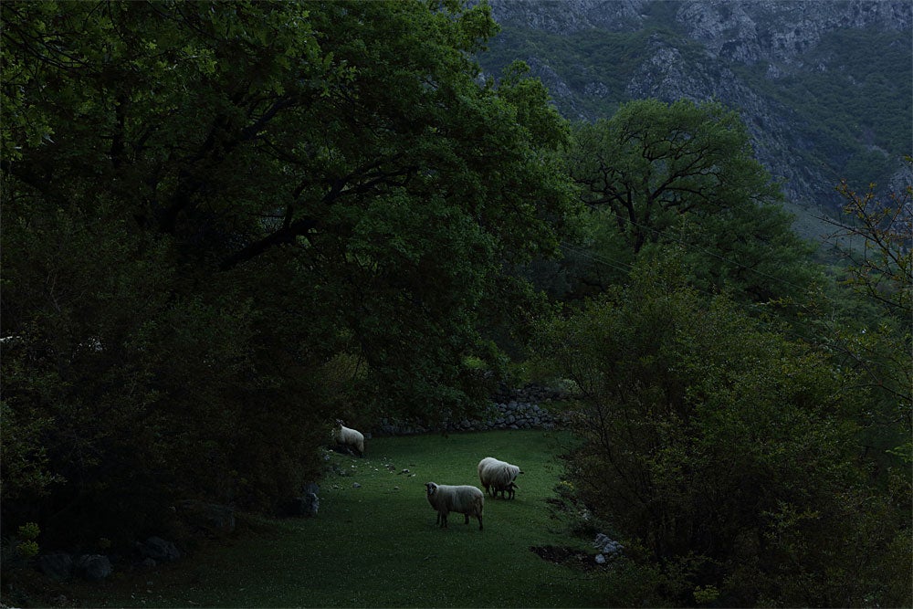 우에다 타카히코 上田義彦