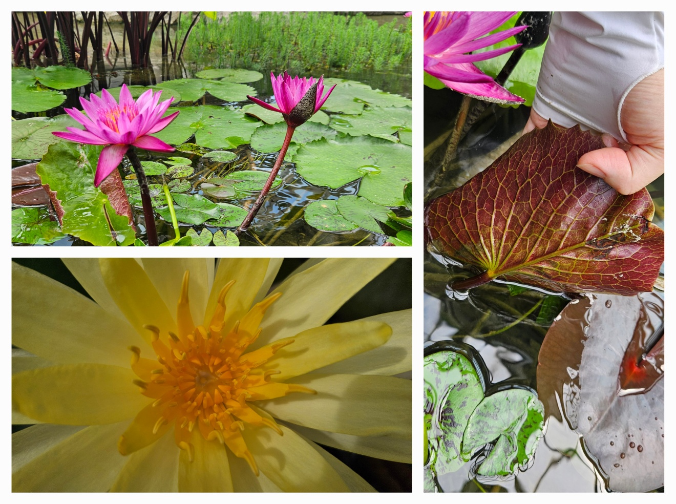 옆모습도 정면도 잎 뒷면도 찍긴 열심히 찍었다 ㅎㅎ