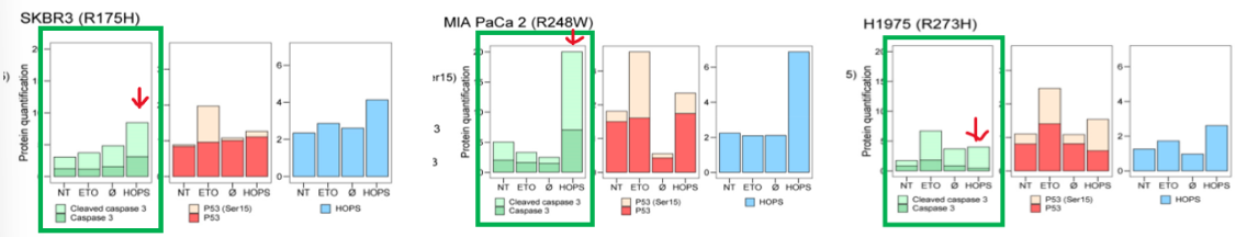 cleaved caspase 3 수치 변화 확인