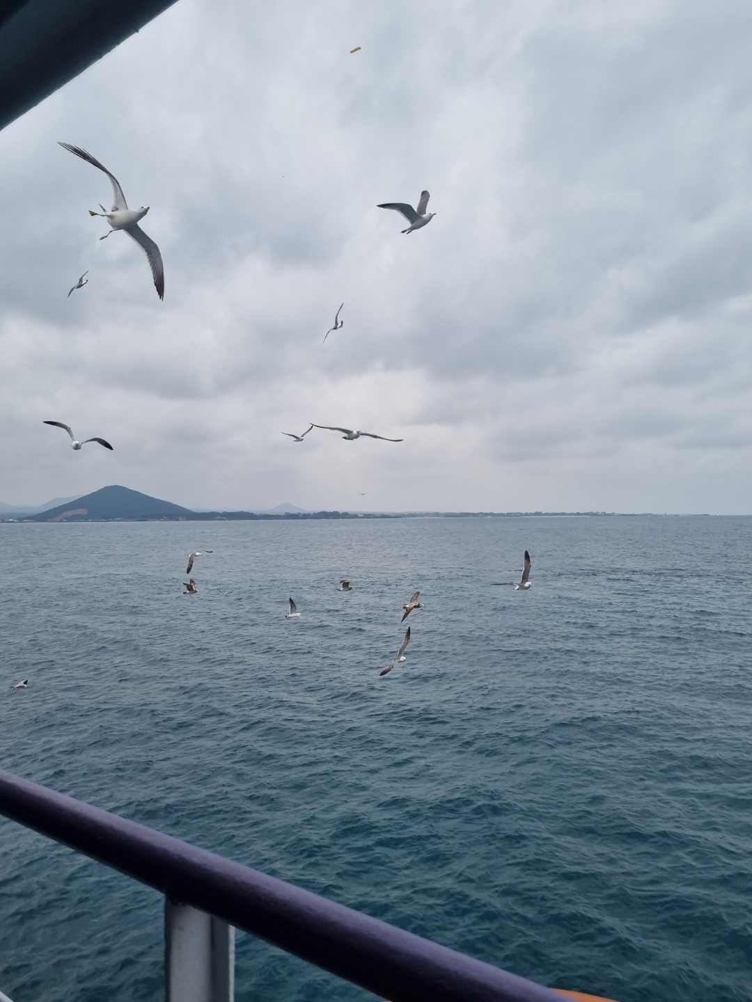 우도 배를 타면 갈매기들이 새우깡을 뺏으러 온다