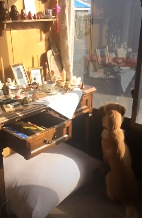 밖을 바라보는 골든 리트리버 사랑이