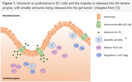 세로토닌이 장에서 만들어지는 과정을 나타낸 그림입니다 :) 초록색 점이 세로토닌이에요!