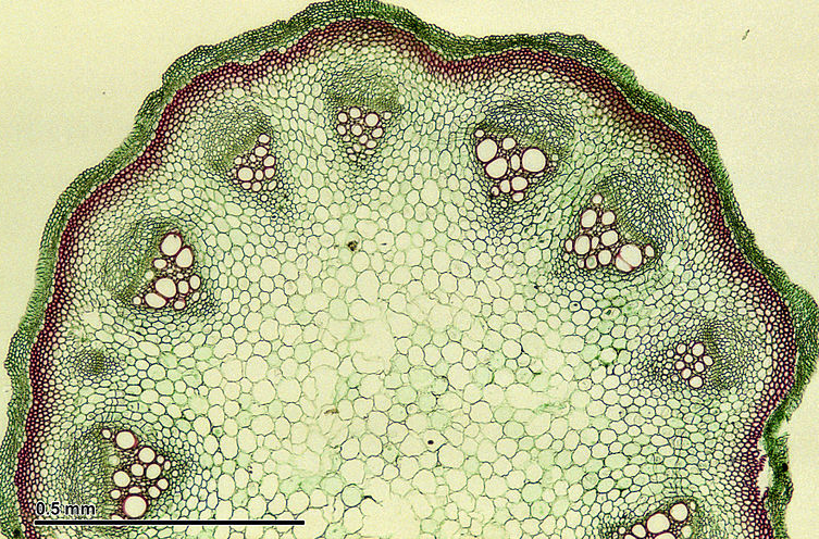 식물 줄기의 단면 