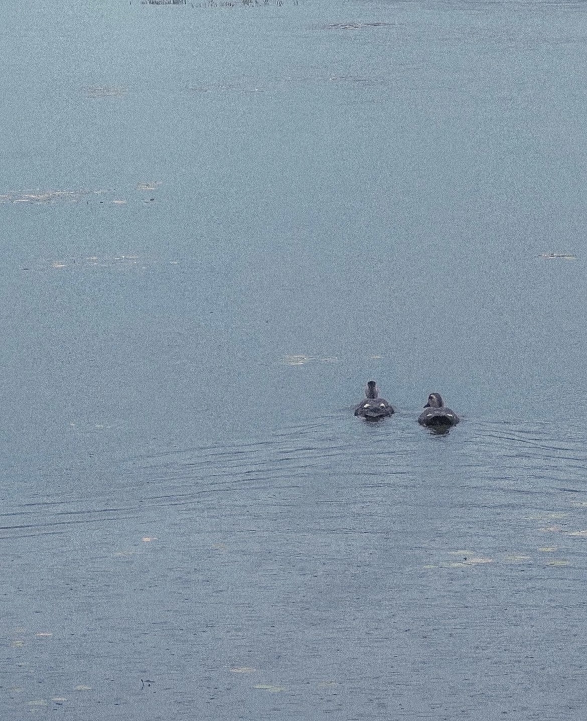 호수공원 산책하다 만난 귀여운 오리들
