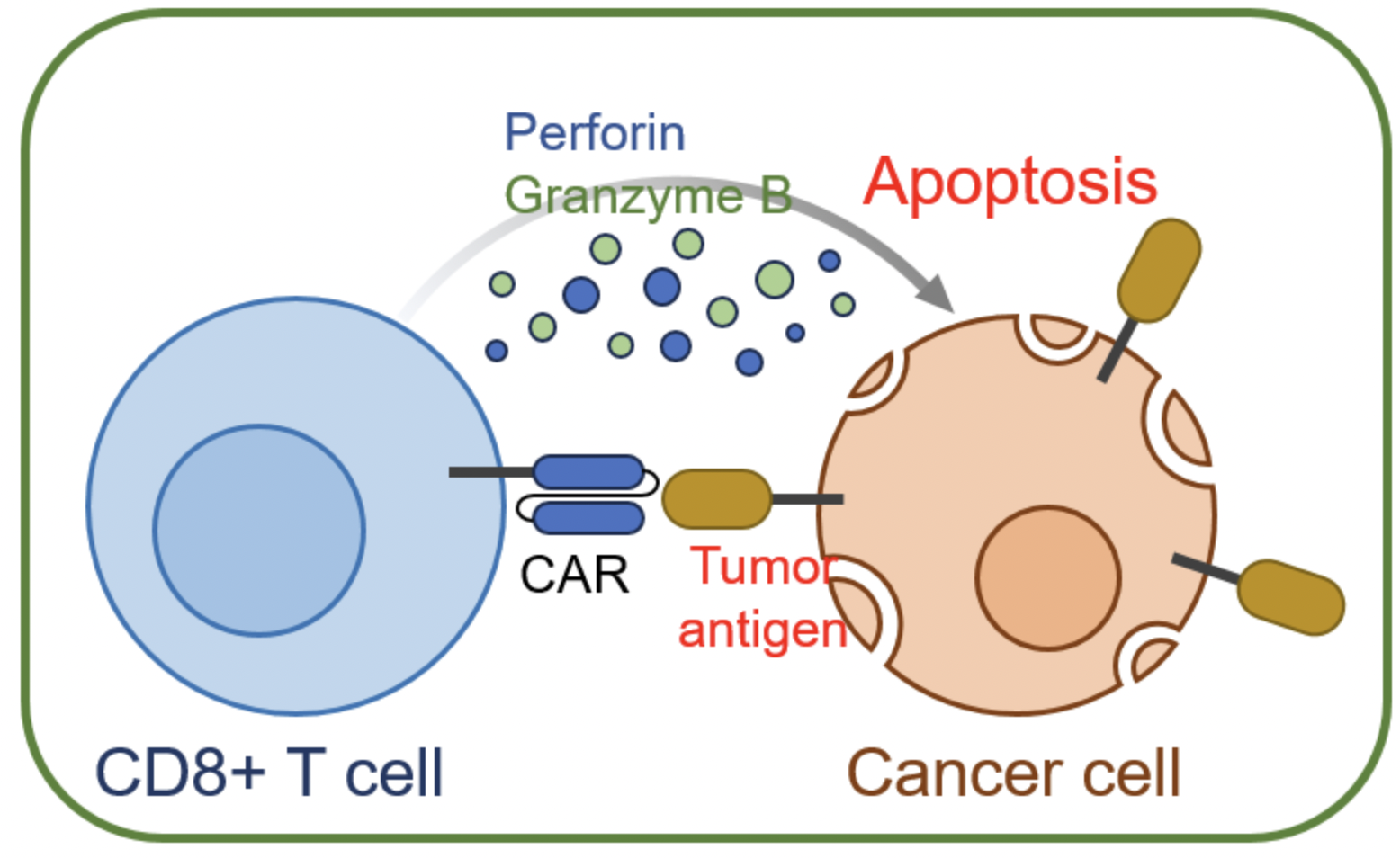 출처 :&nbsp;https://www.ibric.org/bric/trend/bio-series.do?mode=series_view&newsArticleNo=9892139&articleNo=9892138#!/lis
