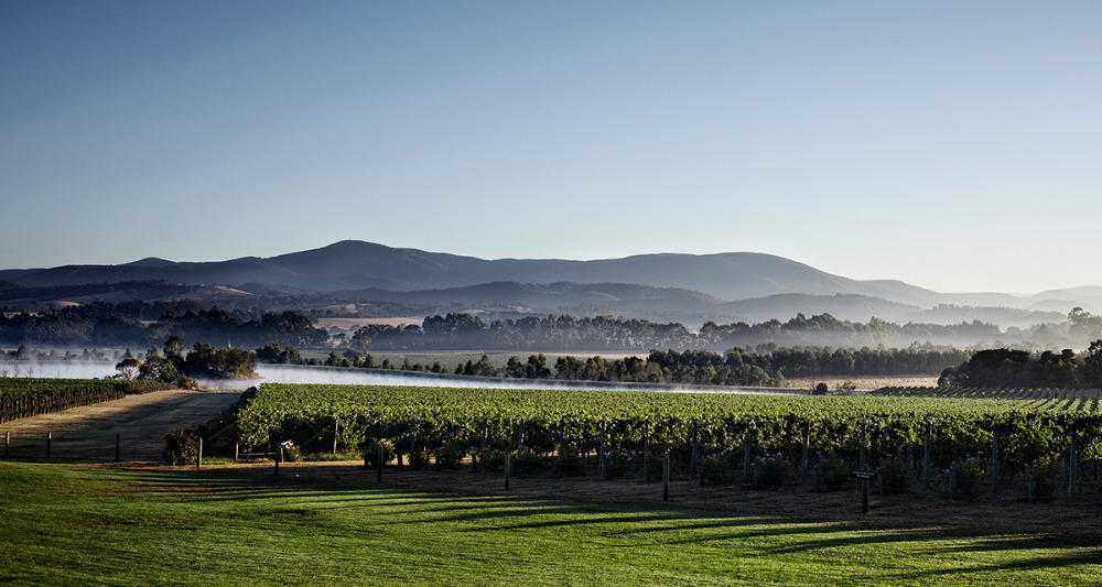 샹동의 새로운 내러티브에 개연성을 높이는 오스트레일리아 와이너리 © Chandon