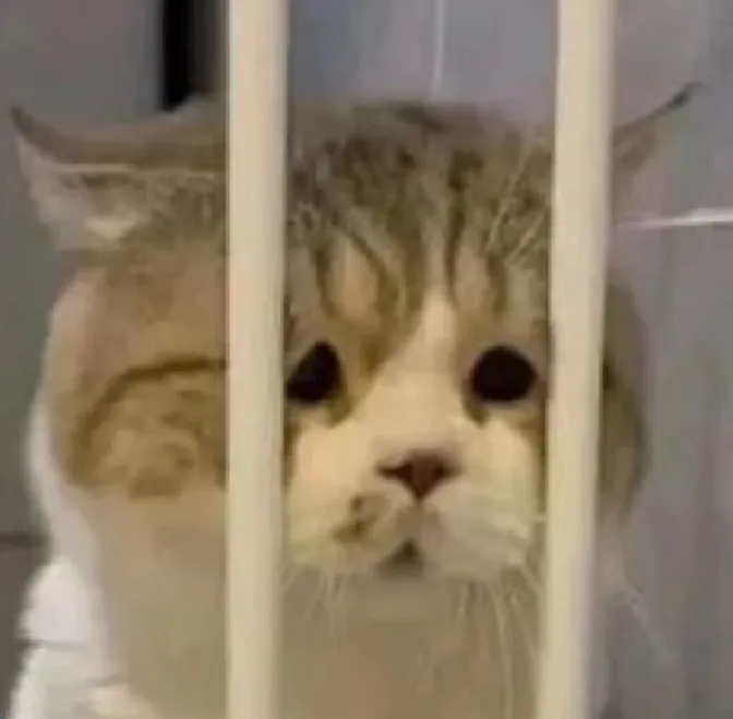 이미지 = 핀터레스트 캡처 (https://kr.pinterest.com/pin/2885187255428854/)