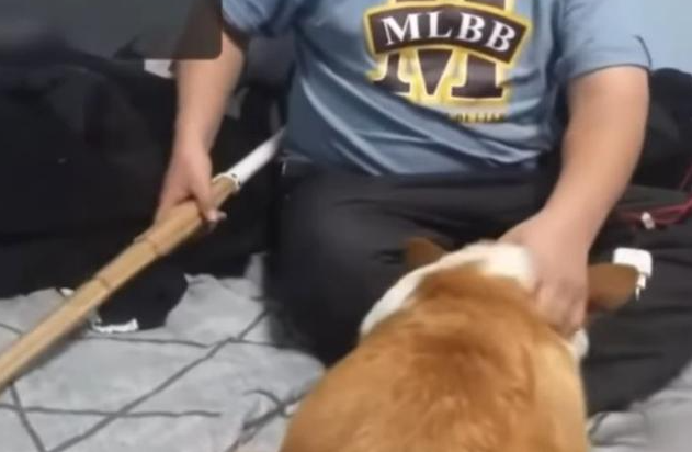 인터넷 방송 중 반려견을 죽도로 학대하는 장면[SBS 뉴스 캡쳐]