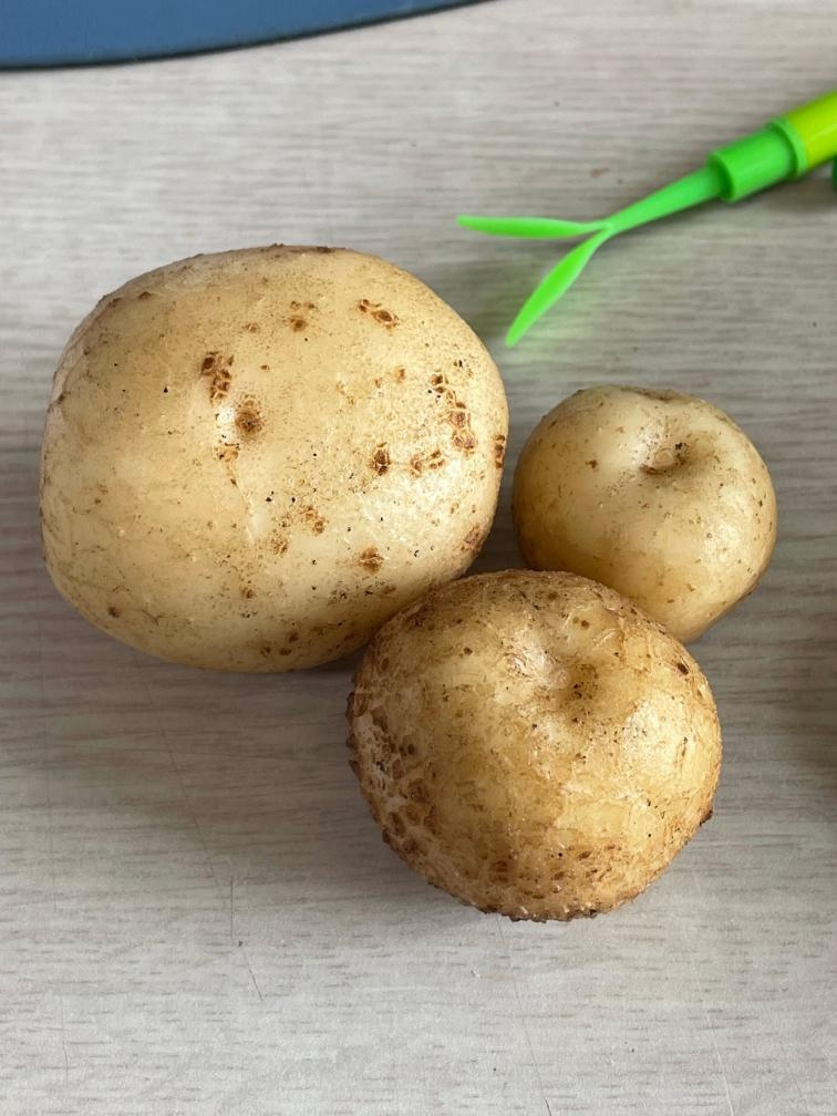 귀엽게 잘 자란 감자 세 알 (사진: 김정섭 본인 제공)