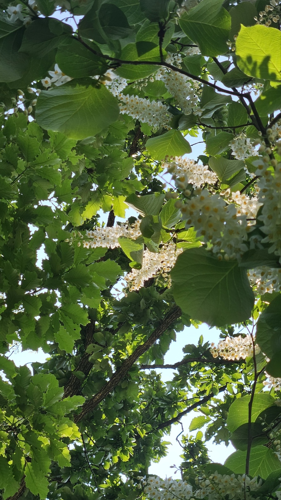 커다란 잎이 만들어내는 그늘은 그윽하기까지 합니다.