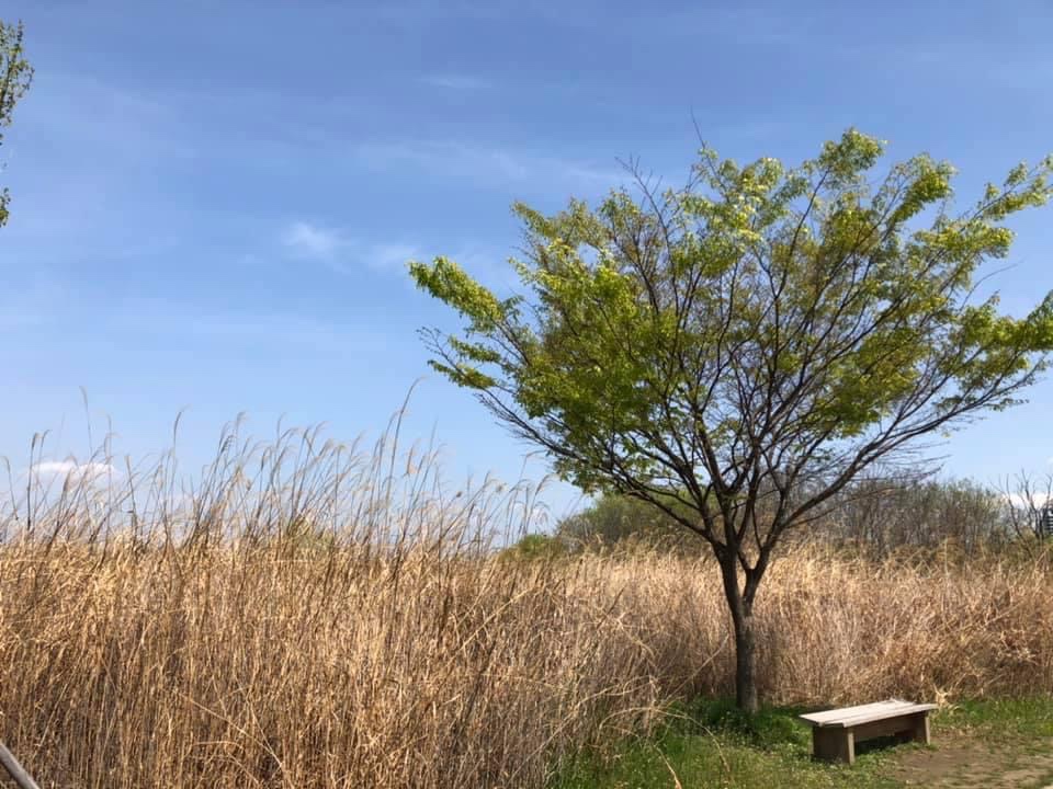 암 진단을 받고 하염 없이 걸었던 강변의 나무