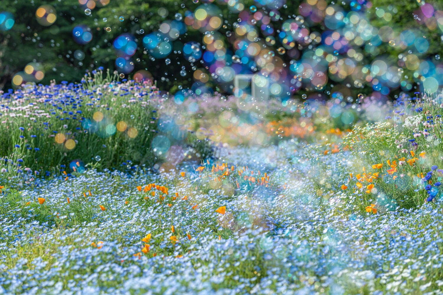 이거 사진일까요 그림일까요. 와중에 도쿄의 '타치카와 국영 쇼와 기념 공원'에서는 31개 품종 1500그루의 벚꽃 광경을 연출, 약 두 달간의 '플라워 페스티벌'을 진행해요. 곧 리얼 꽃인데요. 달리 말해 진짜의 가치는 무엇으로 지켜지는 걸가요. 사진은 오노 유키히토 씨의 작품이에요.