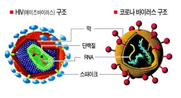 HIV(에이즈바이러스) 와 사스코로나-2는 대표적인 RNA바이러스 입니다.