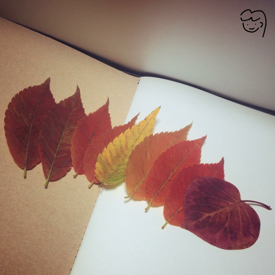 꽤 오래전 주운 단풍