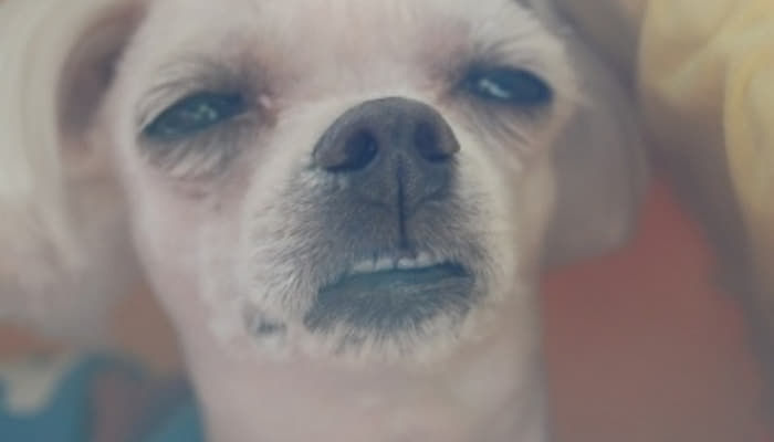 이미지 = 애니멀 플래닛 캡쳐 (https://m.animalplanet.co.kr/contents/?artNo=2499)