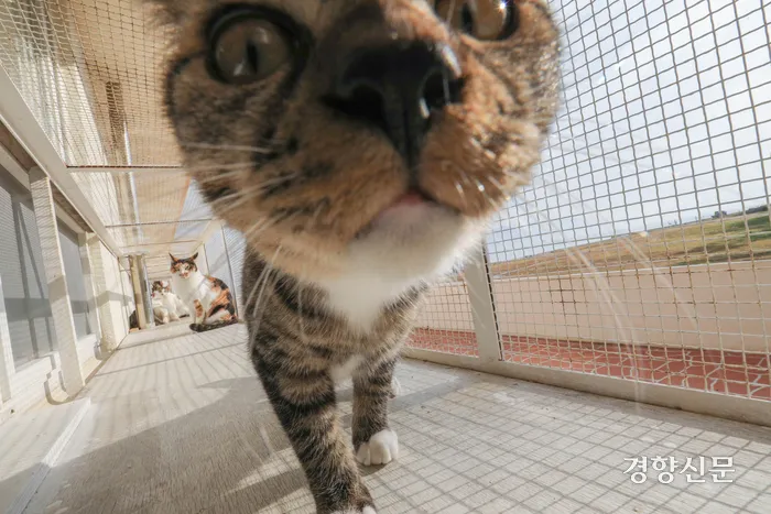 [출처: 경향신문] 고양이 학교에 다니는 고양이 사진.