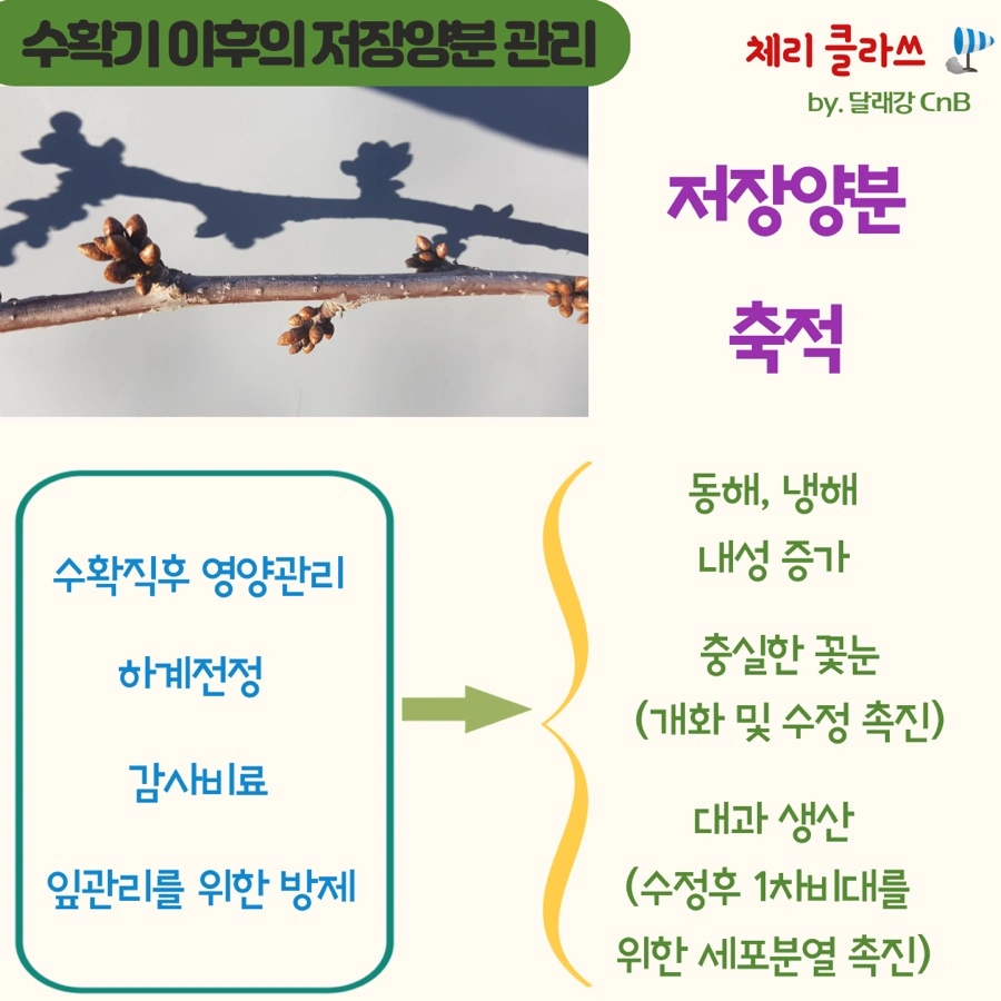 체리 수확기 이후의 3가지 저장양분 관리 방법의 썸네일 이미지