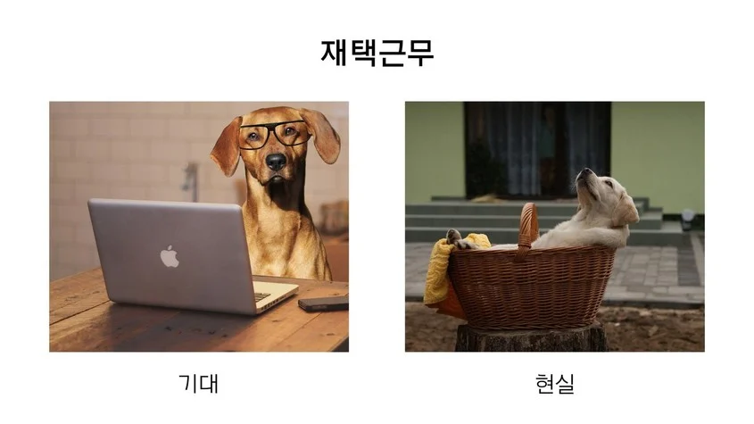 이미지 = 캔바 캡쳐 (https://www.canva.com/ko_kr/create/memes/)