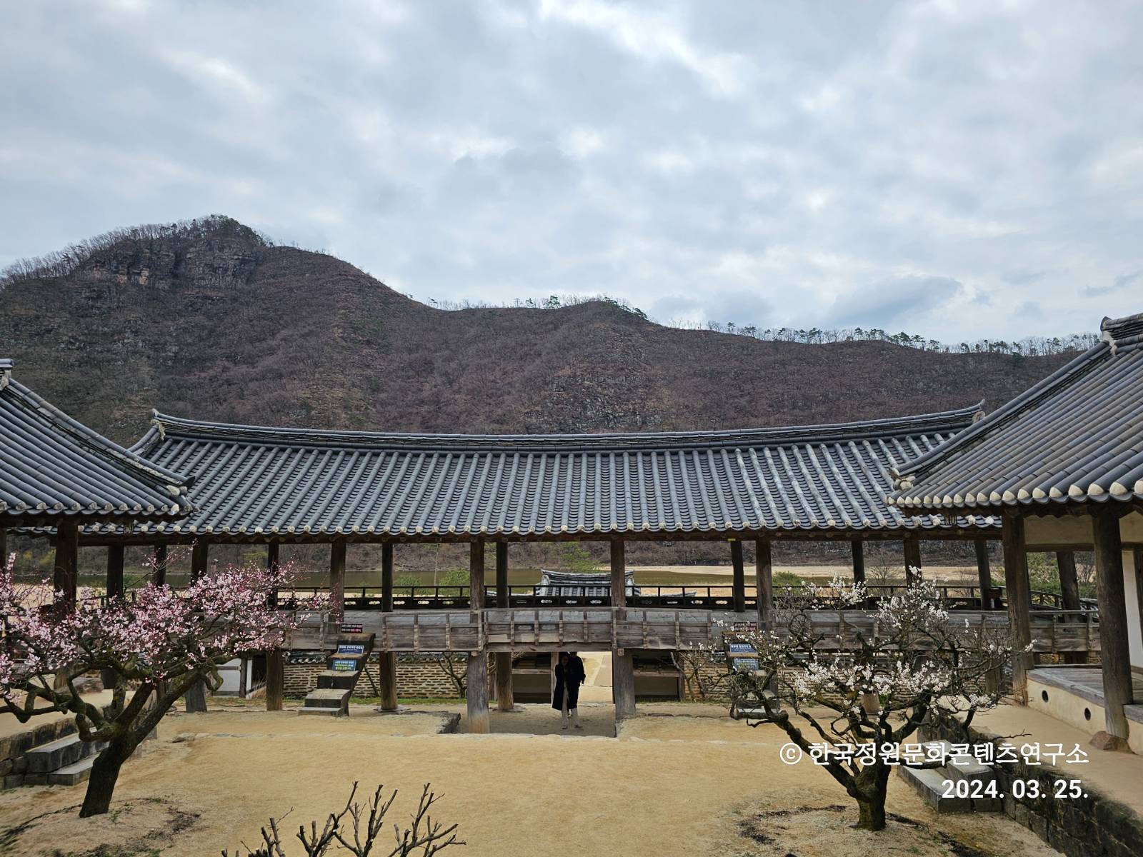 만대루와 병산 풍광 - 홍매와 청매가 선명하다. (2024.0325.)