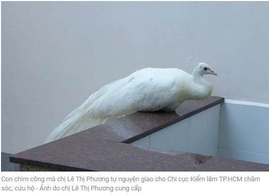 레 티 프엉 씨가 돌봄과 구조를 휘해 호치민시 산림관리지국에 인계한 공작새