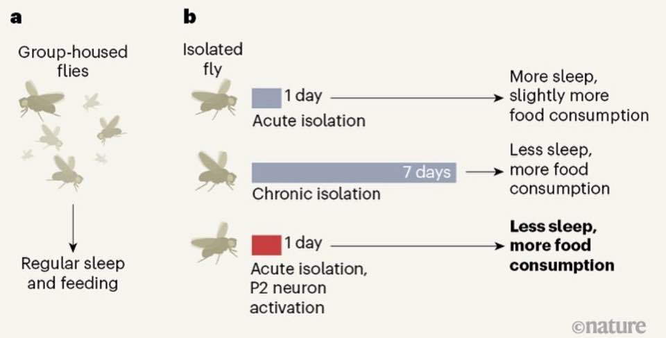 Chronic social isolation signals starvation and reduces sleep in Drosophila. Nature, 597, 239–244.