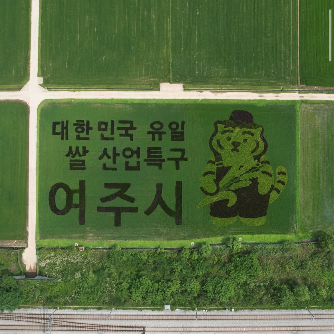 출처 : 인스타그램(@muziktiger)