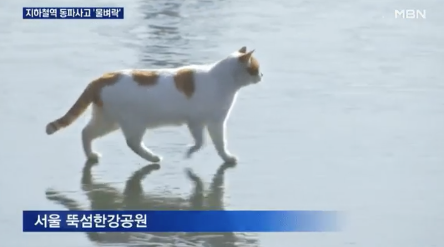 이미지 = 유튜브 채널 ‘MBN News’ 화면 캡처(https://www.youtube.com/watch?v=VSyvHrpakKA)