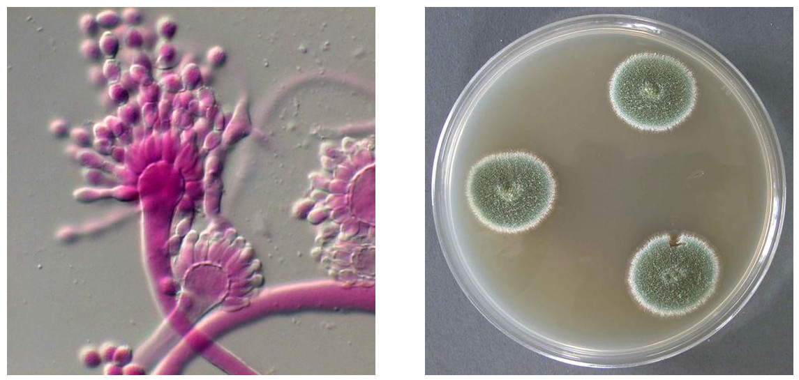 호건성 균류인 Aspergillus penicillioides의 현미경 사진, 그리고 배지에서 기른 모습입니다. 출처: Fungi of Great Britain and Ireland, CC BY-NC 4.0