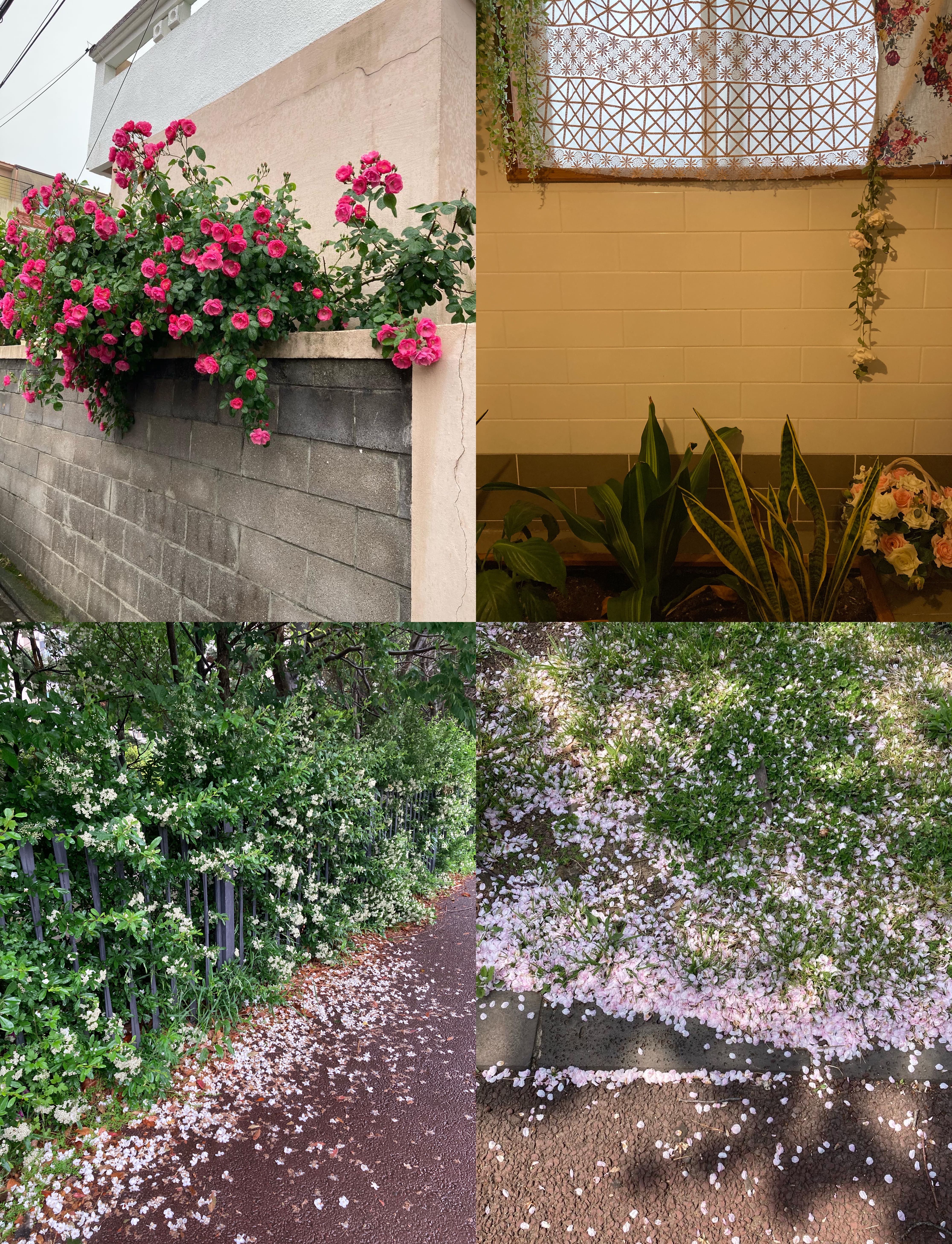 펴고, 지고, 떨어지고, 무너지고, 흩날려도 그 자체로 아름다워요. (출처: 페이니 본계정 @honeybeebeep🤭)