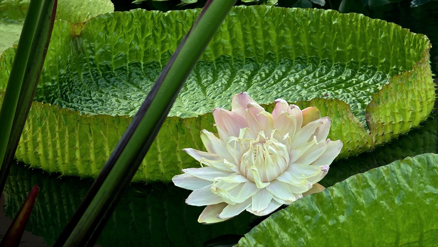 이 친구가 빅토리아 수련, 잎 뒷면의 가시 보이나요?