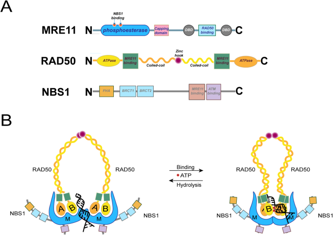 출처: https://molecular-cancer.biomedcentral.com/articles/10.1186/s12943-019-1100-5_