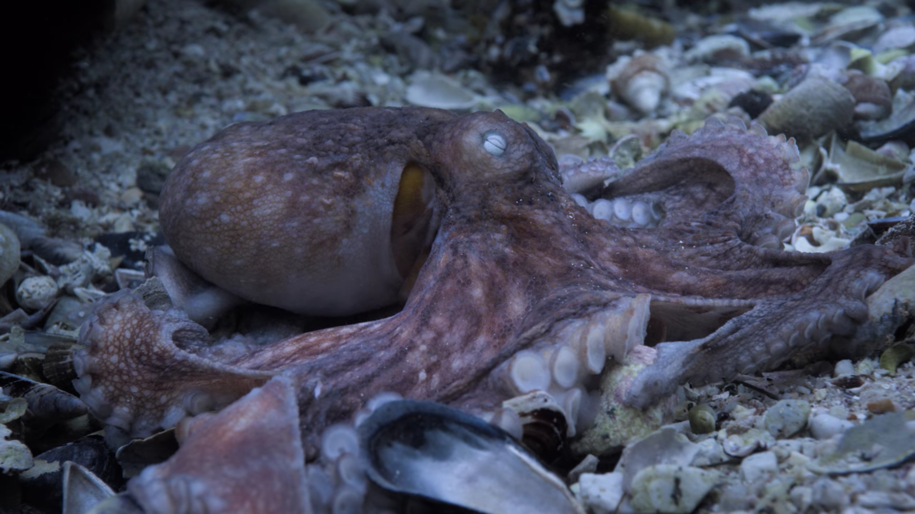 문어 선생님의 마지막. 다음 세대를 무사히 탄생시킨 문어가 힘겹게 굴 밖으로 나왔다. 곧이어 청소물고기들이 문어의 몸을 먹기 시작한다. © 넷플릭스