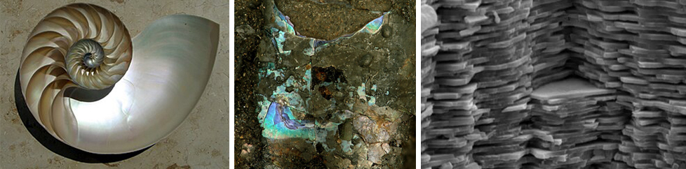   (좌) 앵무조개 껍질 내부의 무지개빛 진주층   |   (중) 무지갯빛 진주층을 가진 조개 화석   |   (우) 진주층 파쇄 표면의 전자현미경 이미지, (좌)(중)(우) 모두 위키피디아