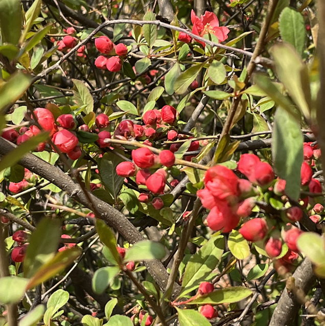 금세 펴고 금세 지는 것들에게 쏟는 애정만큼항상 곁에 있는 것에게도 애정을 쏟으며 살아요, 우리.
