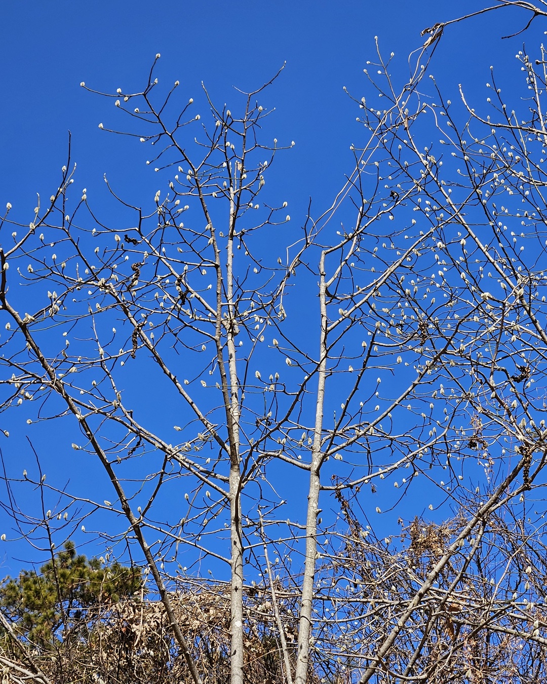 목련 눈들이 뾰족뾰족 올라오는 요즘, 봄이 기다려집니다.