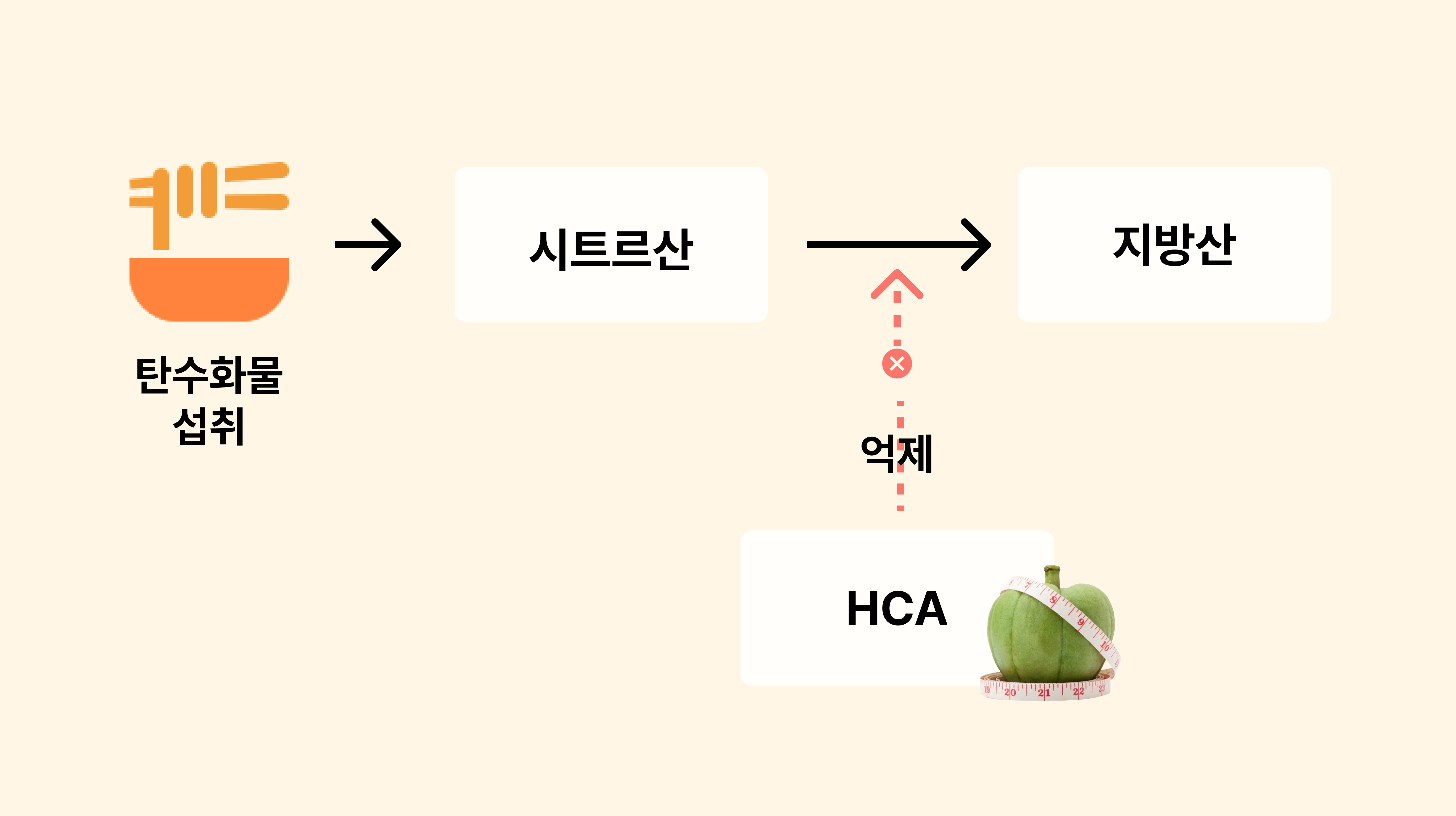 가르시니아 HCA의 지방합성 억제 기작