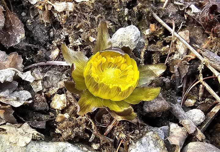 진짜 기사 속 복수초 사진. 소백산국립공원에 핀 복수초 뉴시스 기사 사진(2025.02.20)