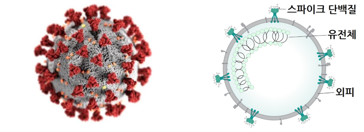 (좌) 코로나바이러스의 모습입니다. 표면에 붉은색으로 표시된 것들이 스파이크 단백질입니다. 출처: CDC/ Alissa Eckert, MSMI; Dan Higgins, MAMS (우) 코로나바이러스의 구조입니다. 바이러스의 유전정보를 담고 있는 RNA 유전체가 외피 속에 숨겨져 있고, 외피 표면에는 스파이크 단백질이 붙어 있습니다. 출처: Wikimedia Commons, Coronavirus virion structure.svg, CC BY-SA 4.0