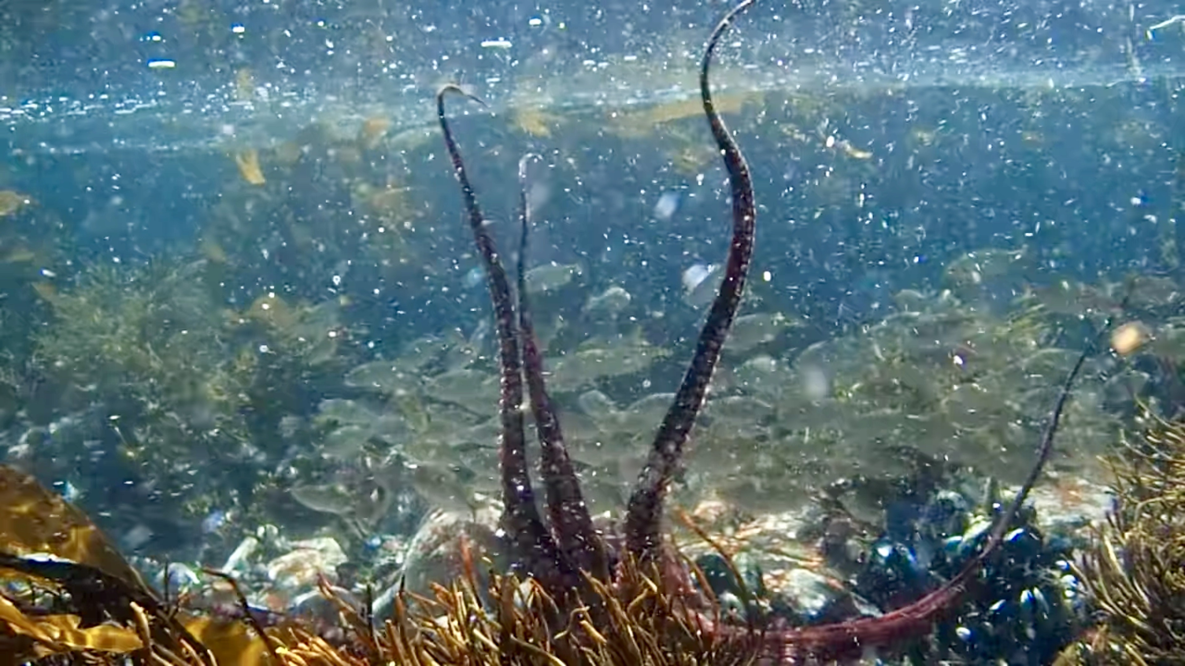 문어판 '나 혼자 산다'. 문어가 팔을 뻗어가며 물고기 떼와 장난을 치고 있다. 다른 문어와도 같이 지내기도 하지만 주로 혼자서 잘 노는 편. © 넷플릭스