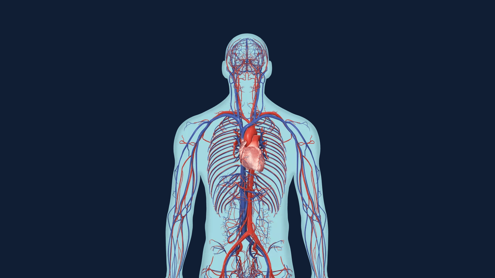 심장에서 혈관을 통해 몸 전체에 영양분을 전달하는 시스템이 만들어집니다.