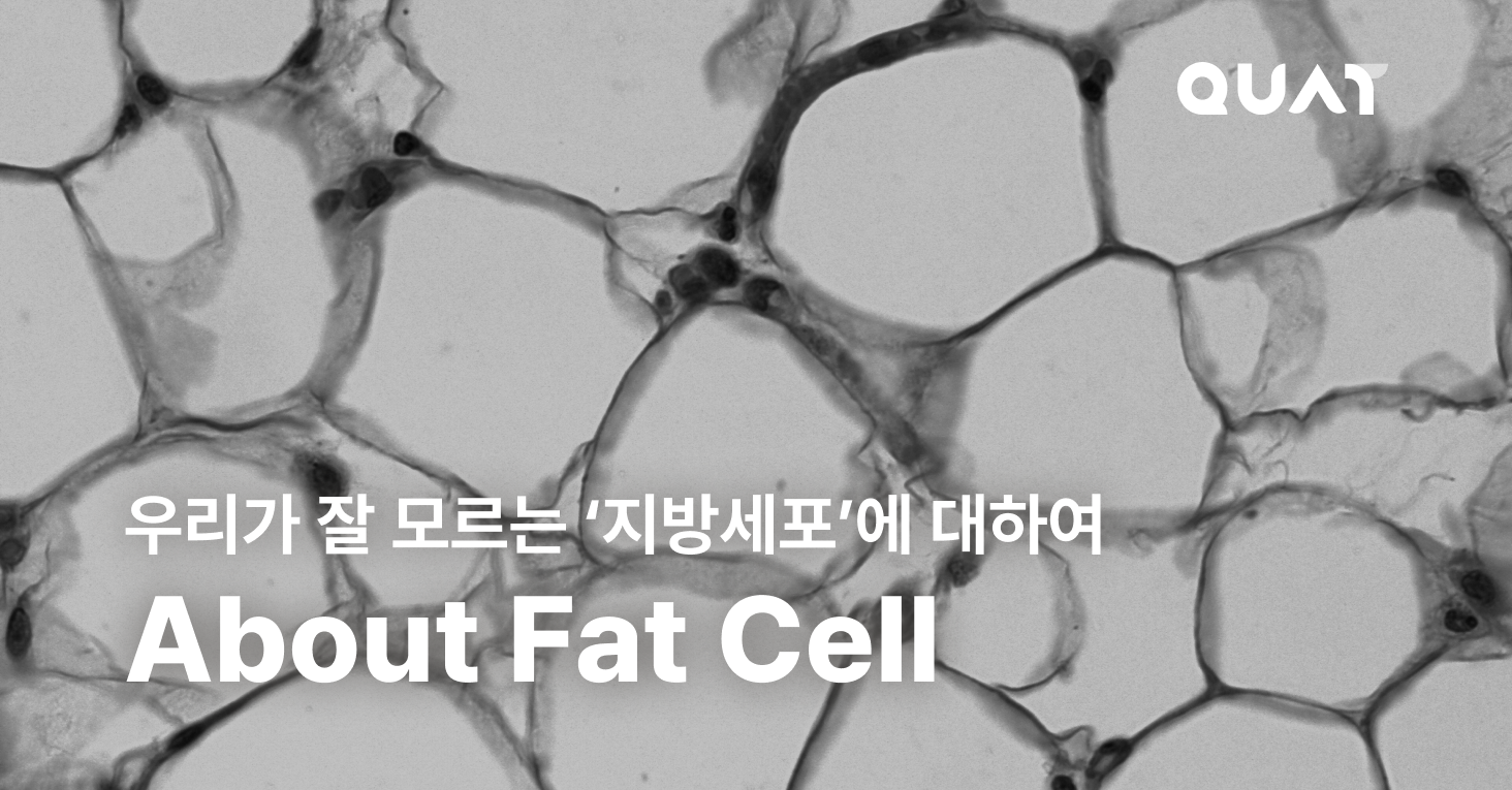 다이어트의 운명을 좌우하는 ‘지방세포’ 이야기의 썸네일 이미지